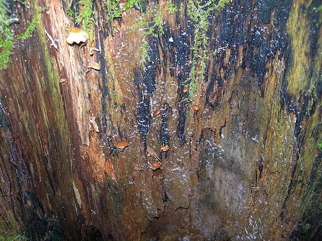 Una strana Galerina  lillipuziana